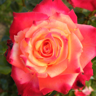Meteor - Floribunda Rose