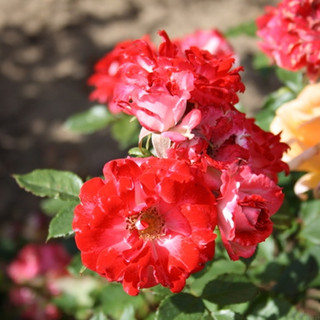 My Mum - Floribunda Rose