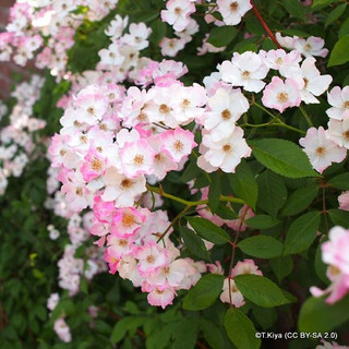 Ballerina - Shrub Rose/Old English