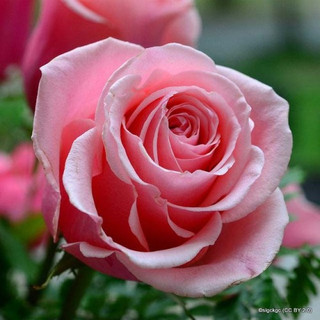 Geraldine - Shrub Rose/ Old English