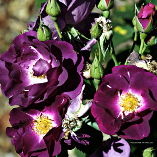 Mr Bluebird - Patio Rose