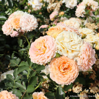 Absent Friends - Standard Rose