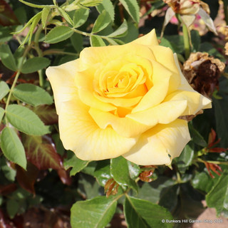 Happy Golden Wedding - Standard Rose