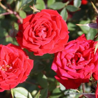 Moment In Time - Standard Rose