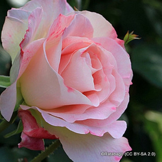 Bride and Groom- Hybrid Tea Rose