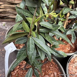 Trachelospermum jasminoides 'Wilsonii'