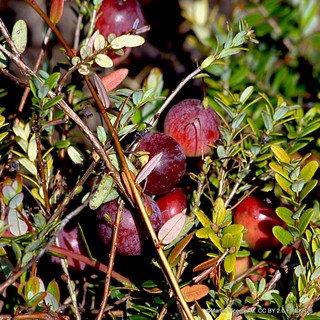 Vaccinium macrocarpon (American Cranberry) 'Pilgrim' 3L