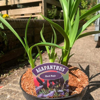 Agapanthus 'Black Magic'
