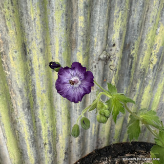 Geranium phaeum 'Lilly Lovell' 2L