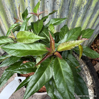 Helwingia  himalaica 3L