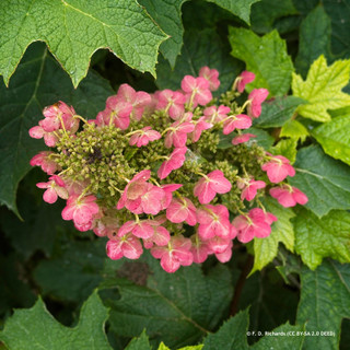 Hydrangea quercifolia 'Ruby Slippers'