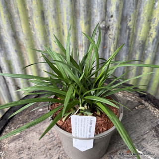 Liriope muscari  'Okina' 2L