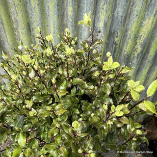 Pittosporum eugniodes 'Red' 3L