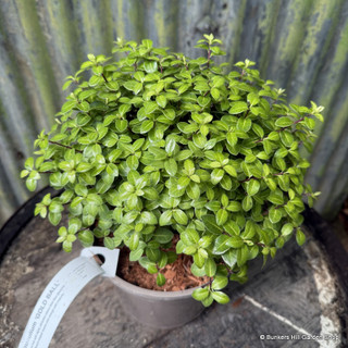 Pittosporum tenuifolium 'Golden Ball' 3L