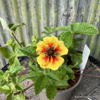 Potentilla 'Esta Ann' 2L