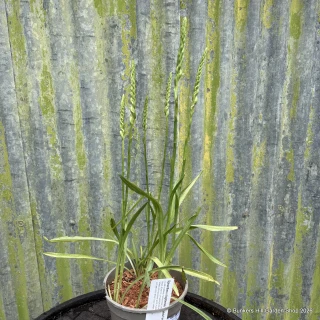 Spiranthes odorata 'Chadd's Ford'