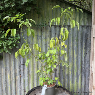 Staphyllea pinnata 2L