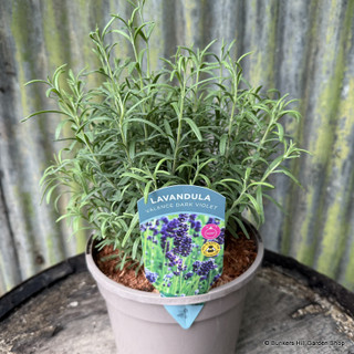 Lavandula angustifolia 'Valence Dark Violet' 3L