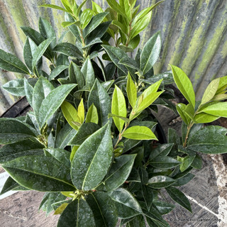 Sarcococca hookeriana var. humilis var. humilis 'Fragrant Mountain'3L