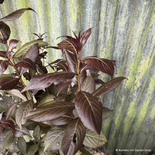Weigela 'Minor Black'