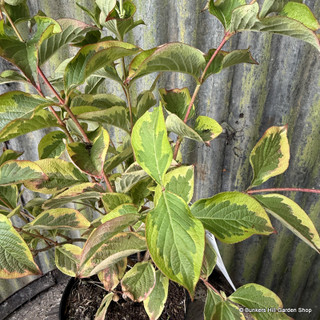 Weigela kost. Variegata
