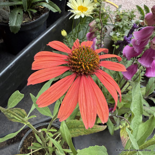 Echinacea Devotlon (Moodz series)