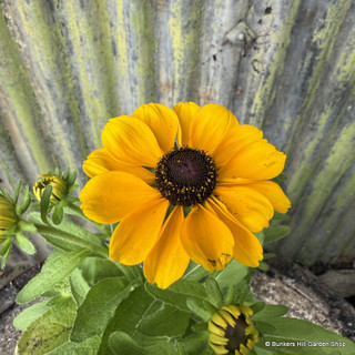 Rudbeckia 'Toto'