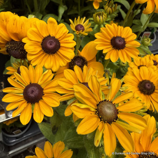 Rudbeckia 'Toto'