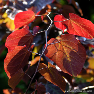 Cercis canadensis 'Eternal Flame' (150-175cm)
