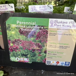 Scabiosa columbaria 'Borocca' 1ltr