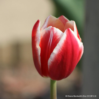 Tulip 'Vampire' - BULK 100 or 250 bulbs