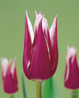Tulip 'Claudia' - BULK 100 or 250 bulbs