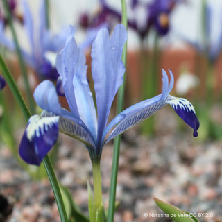 Iris 'Reticulata Clairette' (species) - BULK 100 or 250 bulbs