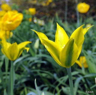 Tulip 'Hummingbird' (Fringed ) - PACK of 10 premium size bulbs