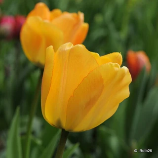 Tulip 'Daydream' (Darwin Hybrid) - PACK of 10 premium size bulbs