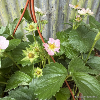 Trailing strawberry pots