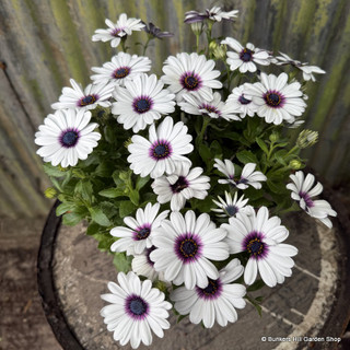 Osteospermum 'Akila White Purple Eye'