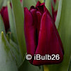Tulip 'National Velvet'(Triumph) - PACK of 10 premium size bulbs