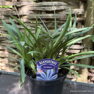Agapanthus 'Sweet Surprise' 2L