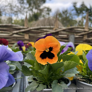 Pansy/Viola 6 pack