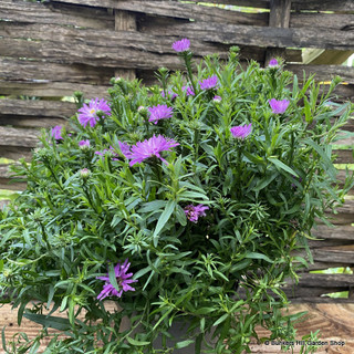 Aster dumosus 'Light Pink'