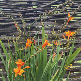 Crocosmia 'Fire Jumper'