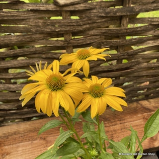 Echinacea 'Sombrero'