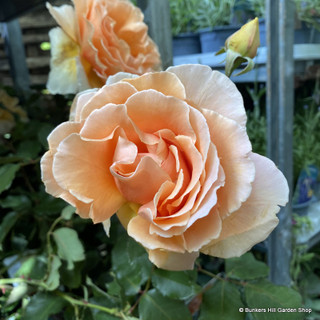 Roses (mixed varieties)