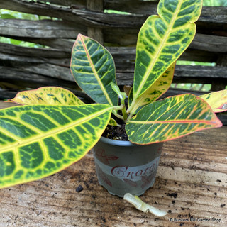 Codiaeum Variegatum (Croton)
