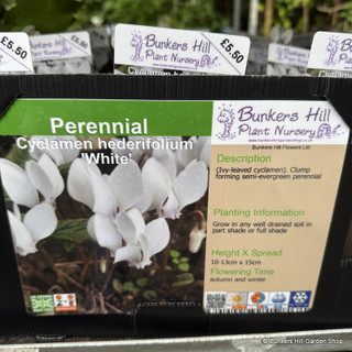 Cyclamen hederifolium 'White Pearls'-1L