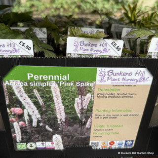 Actaea simplex 'Pink Spike' 1ltr