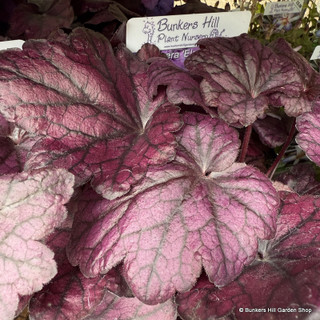 Heuchera 'Electric Plum'-3L