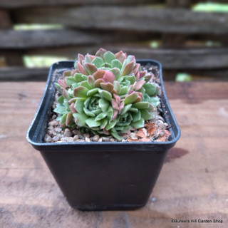 Rosularia serpentinica