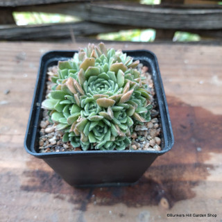 Rosularia muratoghensis